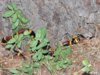 Coral Snake