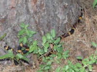 Coral Snake