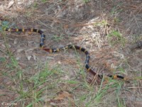 Coral Snake