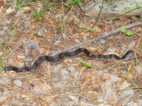 Eastern Hognose Snake