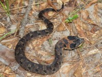 Eastern Hognose Snake