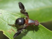 Picture-winged Fly