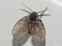 Moth Fly