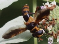 Feather-legged Fly