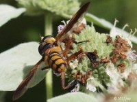 Feather-legged Fly