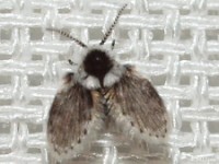 Moth Fly