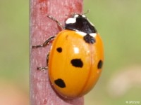 Seven-spotted Lady Beetle