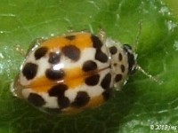 Twenty-spotted Lady Beetle