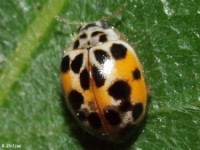 Twenty-Spotted Lady Beetle