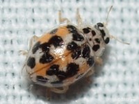 Twenty-Spotted Lady Beetle