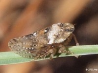 Leafhopper