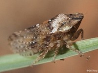 Leafhopper