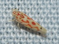 Leafhopper