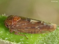 Leafhopper