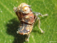 Leafhopper Nymph