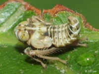 Leafhopper Nymph