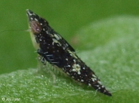 Leafhopper Nymph