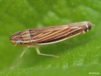 Leafhopper