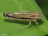 Leafhopper