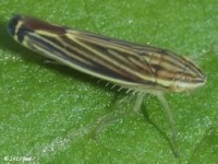 Leafhopper