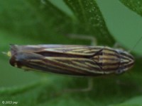 Leafhopper