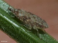 Leafhopper Nymph