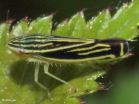 Leafhopper