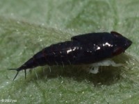 Leafhopper Nymph