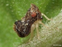 Leafhopper Nymph