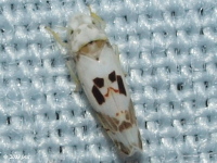 Leafhopper