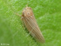 Leafhopper