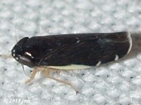 Leafhopper