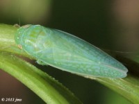 Leafhopper