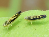 Leafhopper