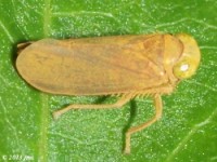 Leafhopper