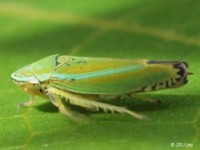 Leafhopper