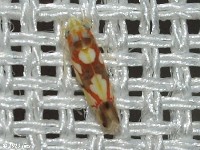 Leafhopper