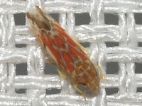 Leafhopper