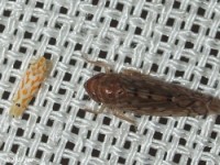 Leafhopper