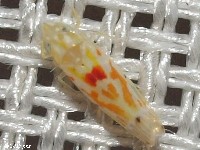 Leafhopper