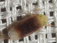 Leafhopper