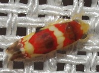 Leafhopper