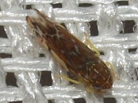 Leafhopper