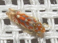 Leafhopper