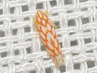 Leafhopper