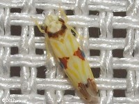 Leafhopper