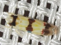 Leafhopper