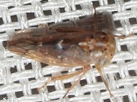 Leafhopper