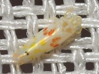 Leafhopper