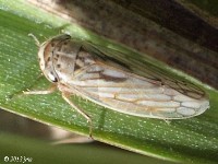 Gray Lawn Leafhopper